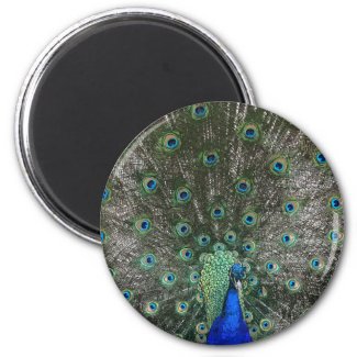 Peacock magnet