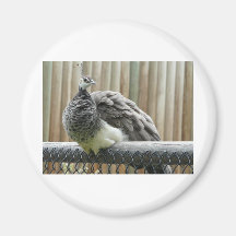 peacock magnet