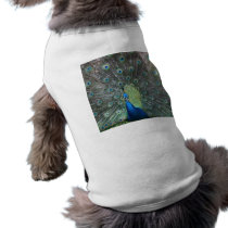 Peacock male in full fan photograph dog clothes