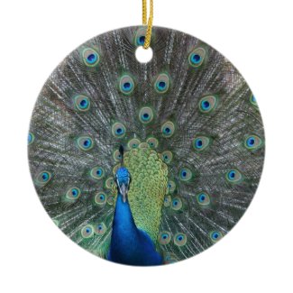 Peacock male in full fan photograph ornament