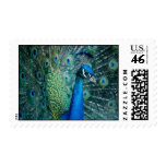 Peacock, medium stamps
