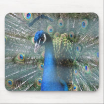 peacock mousepads