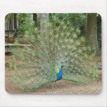 Peacock mousepads by dancarshan Peacock mousepads