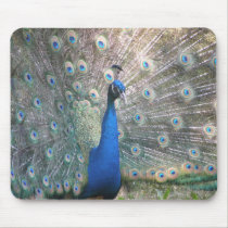 Peacock  mousepad mousepads