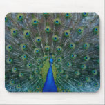 Peacock, mousepad