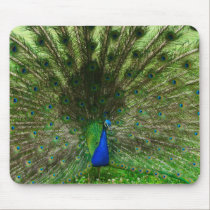 Peacock Mousepad by Gmlphotos Peacock Mousepad