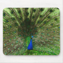 Peacock Mousepad by Gmlphotos Peacock Mousepad