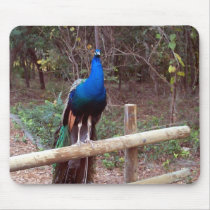 Peacock mousepads by dduhaime55 Peacock mousepads