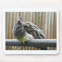 peacock mousepads