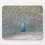 Peacock Mouse Mats