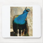 peacock mousepads