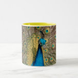 Peacock, mug, stein, travel mug