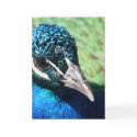 peacock notecard by briannasphotography peacock notecard