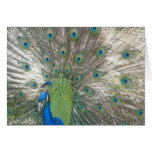 Peacock notecards cards