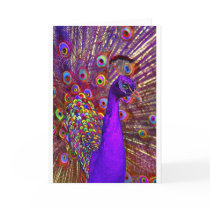 Peacock of a million colors greeting card