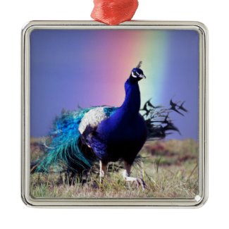 Peacock of joy