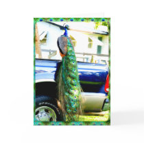 Peacock on a Pickup Card by LunaJade Peacock on a Pickup Card