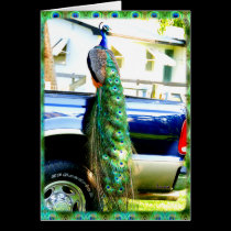 Peacock on a Pickup Card cards