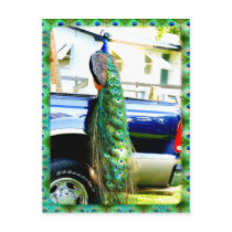 Peacock on a Pickup Postcard