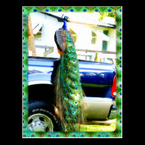 Peacock on a Pickup Postcard postcards