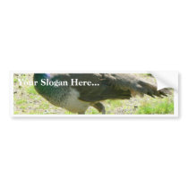 Peacock On Grass bumper stickers by lifesphere Peacock On Grass bumper stickers