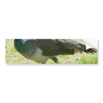 Peacock On Grass bumper stickers by lifesphere Peacock On Grass bumper stickers