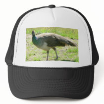 Peacock On Grass hats