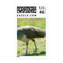 Peacock On Grass postage by lifesphere Peacock On Grass postage