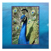 Peacock on Ocean Background