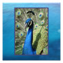 Peacock on Ocean Background