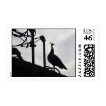 Peacock on the rooftop stamps