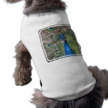 Peacock Pet Shirt