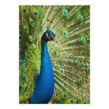 Peacock-phasianidae684 PEACOCK ROYAL BLUE GREENS Personalized Invitation