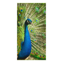 Peacock-phasianidae684 PEACOCK ROYAL BLUE GREENS Photo Card Template
