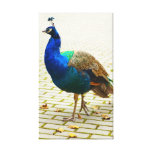 Peacock Photo Gallery Wrapped Canvas