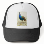 Peacock Photo Mesh Hats