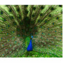 Peacock Photo Sculpture photo sculptures by Gmlphotos Peacock Photo Sculpture photo sculptures