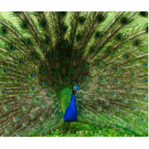 Peacock Photo Sculpture photo sculptures