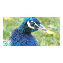 peacock photo cards by pinkypetals peacock photo cards