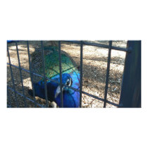 Peacock photo cards by jeekers17 Peacock photo cards