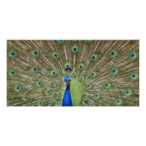Peacock photo cards by eechols Peacock photo cards