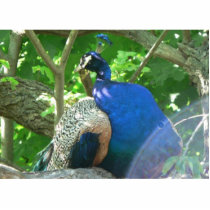 Peacock photo sculptures