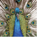 Peacock photo sculptures by Shadowchaser Peacock photo sculptures