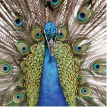 Peacock photo sculptures