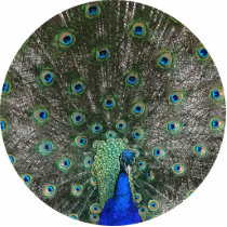 Peacock photo sculptures