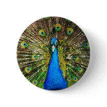 Peacock Pin buttons