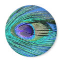 Peacock Pin magnets by socallaghan Peacock Pin magnets