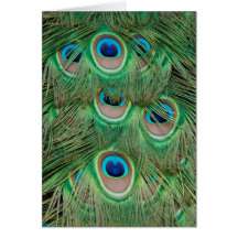 Peacock plumage cards