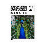 Peacock plumage postage stamps plume feathers