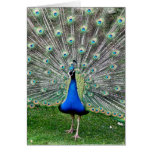 Peacock Plume Greeting Card